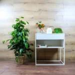 Ağlayan İncir Ağacı (Ficus Benjamin Danielle) - Görsel 3