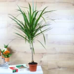 Madagaskar Dragon Ağacı (Draçena - Dracena Marginata) - Görsel 3