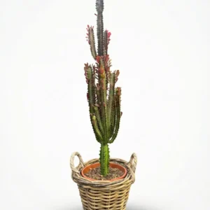 Afrika Süt Ağacı Kaktüs (Euphorbia Trigona)