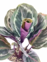 Dolgun Form Dua Çiçeği (Kalatya Madalyon - Calathea Medallion) - Görsel 3