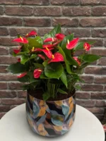 Kırmızı Antoryum (Flamingo Çiçeği - Anthurium) - Mavi Metal Saksılı Large