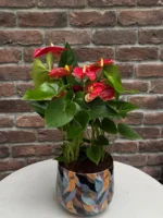 Kırmızı Antoryum (Flamingo Çiçeği - Anthurium) - Mavi Metal Saksılı Small