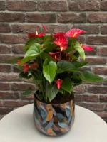 Kırmızı Antoryum (Flamingo Çiçeği - Anthurium) - Mavi Metal Saksılı Medium