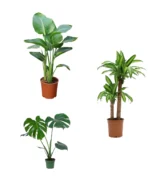 SALON BİTKİ SETİ-Bitki Besini Hediyeli (Starliçe 80-100 cm / Massengena 80-100 cm / Monstera 40-50 cm / Bitki Besini)