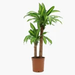 SALON BİTKİ SETİ-Bitki Besini Hediyeli (Starliçe 80-100 cm / Massengena 80-100 cm / Monstera 40-50 cm / Bitki Besini) - Görsel 2
