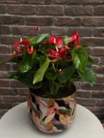 Kırmızı Antoryum (Flamingo Çiçeği - Anthurium) - Pembe Metal Saksılı Large