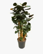 Polyscias Fabian