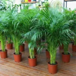 Çok Sık Köklü Areka Salon Palmiyesi - XXL (Dypsis Lutescens) - Görsel 2