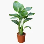 SALON BİTKİ SETİ-Bitki Besini Hediyeli (Starliçe 80-100 cm / Massengena 80-100 cm / Monstera 40-50 cm / Bitki Besini) - Görsel 3