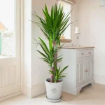 3 Gövdeli Yuka Çiçeği XL (Avize Çiçeği - Yucca Elephantipes) - Görsel 3
