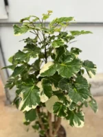 Polyscias Fabian Branch (Alacalı) - Görsel 2