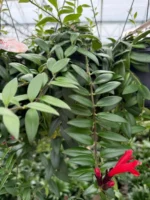 Askılı Ruj Çiçeği (Aeschynanthus) - Görsel 4