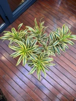 Dracaena Reflexa - (Song Of India) - Görsel 3