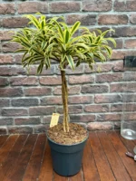 Dracaena Reflexa - (Song Of India)
