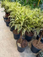 Dracaena Reflexa - (Song Of India) - Görsel 4