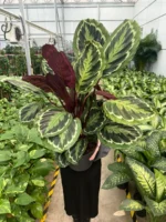 Dolgun Form Dua Çiçeği (Kalatya Madalyon - Calathea Medallion) - Görsel 2