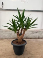 Çatallı Yuka  (Avize Çiçeği - Yucca Elephantipes) - Görsel 2