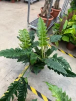 Philodendron Narrow Escape - Görsel 2