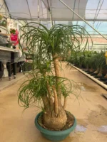 Çatallı Fil Ayağı-Nolina 90-100 cm (Beaucarnea Recurvata) - Görsel 2
