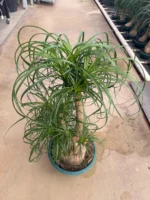 Çatallı Fil Ayağı-Nolina 90-100 cm (Beaucarnea Recurvata) - Görsel 4