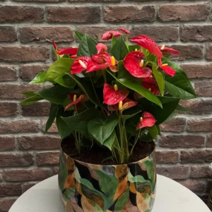 Kırmızı Antoryum (Flamingo Çiçeği - Anthurium) - Yeşil Metal Saksılı Large
