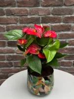 Kırmızı Antoryum (Flamingo Çiçeği - Anthurium) - Yeşil Metal Saksılı Small