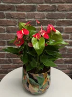 Kırmızı Antoryum (Flamingo Çiçeği - Anthurium) - Yeşil Metal Saksılı Medium